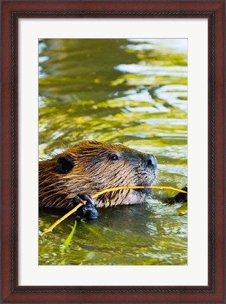 Framed Head of American Beaver, Stanley Park, British Columbia Print