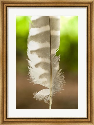 Framed Barred owl feather, Stanley Park, British Columbia Print