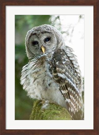 Framed Juvenile barred owl, Stanley Park, British Columbia Print