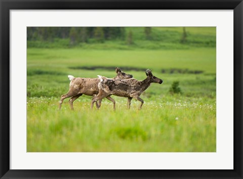Framed Osborne caribou wildlife, British Columbia Print