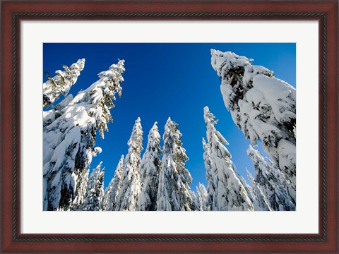 Framed Snow-laden forest, Seymour Mountain, British Columbia Print
