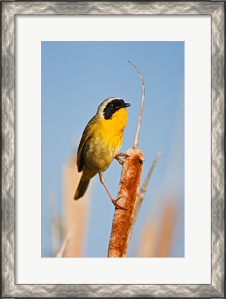 Framed British Columbia, Common Yellowthroat breeding territory Print