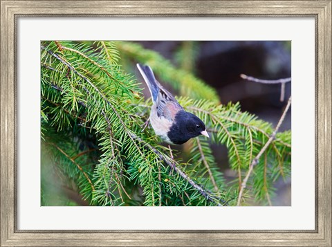Framed British Columbia, Dark-eyed Junco bird in a conifer Print