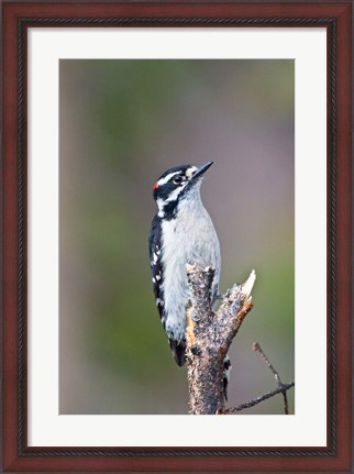 Framed British Columbia, Downy Woodpecker bird, male (front view) Print