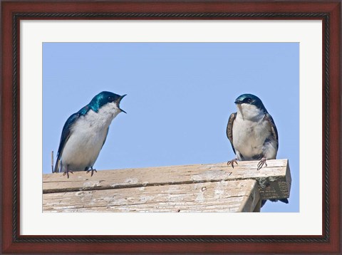 Framed British Columbia, Tree Swallows perched on bird house Print