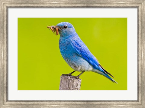 Framed Mountain Bluebird with caterpillars near Kamloops, British Columbia, Canada Print
