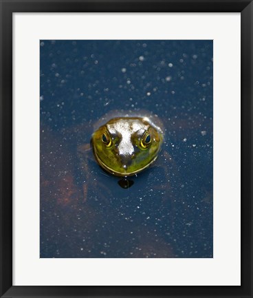 Framed Bullfrog, Stanley Park, British Columbia Print