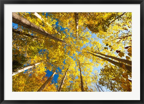 Framed Aspens on the Canon Brook Trail Print