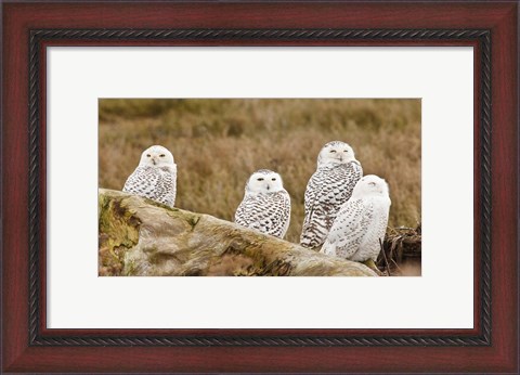 Framed Flock of Snowy Owl, Boundary Bay, British Columbia, Canada Print