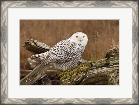 Framed Canada, British Columbia, Boundary Bay, Snowy Owl Print