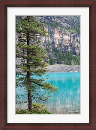 Framed Pine tree, Moraine Lake, Banff National Park, Canada Print