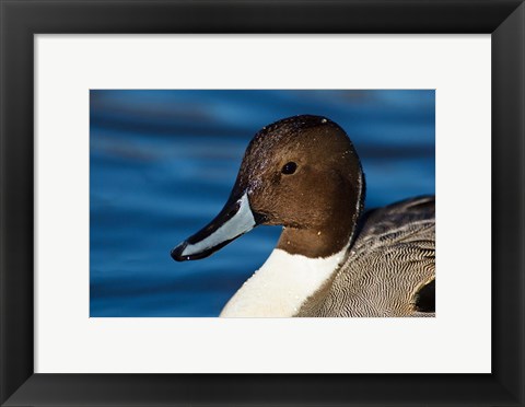 Framed British Columbia, Westham Island, Pintail Duck Print