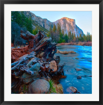 Framed Tree roots in Merced River in the Yosemite Valley Print