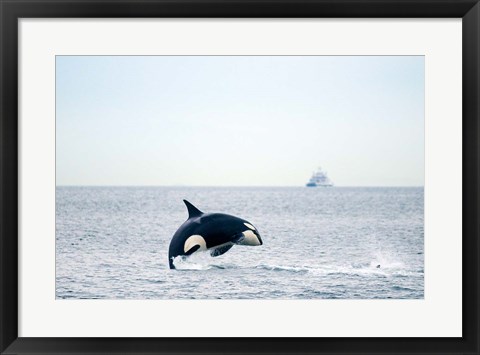 Framed Canada, BC, Sydney, Strait of Georgia Killer whale breaching Print