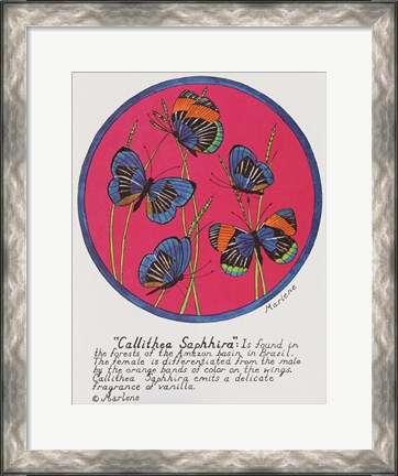 Framed Callithea Saphhira Print