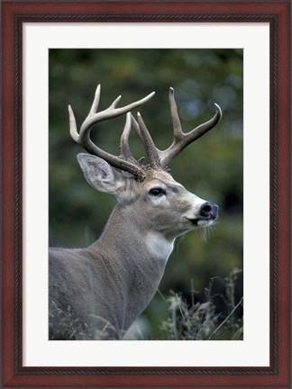 Framed White-tailed Deer, Buck, Washington Print