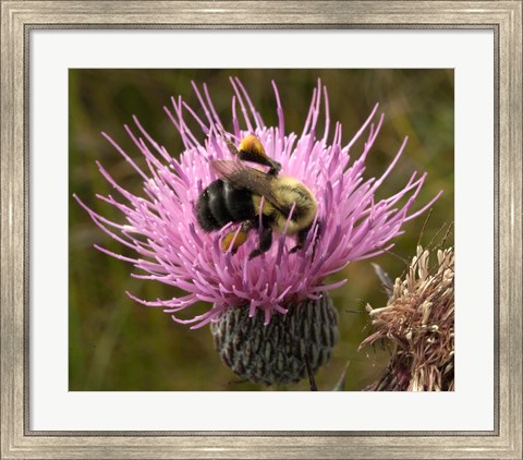 Framed Thistle and bumble bee Print