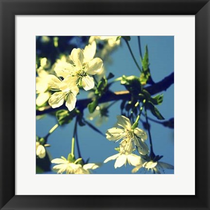 Framed Summer Blossom II Print