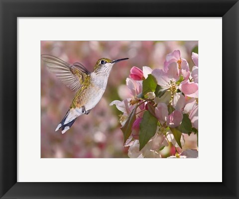 Framed Flower Dance V Print