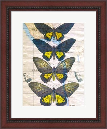 Framed Butterfly Map II Print