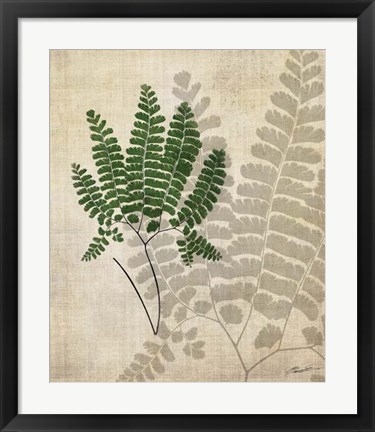 Framed British Ferns II Print