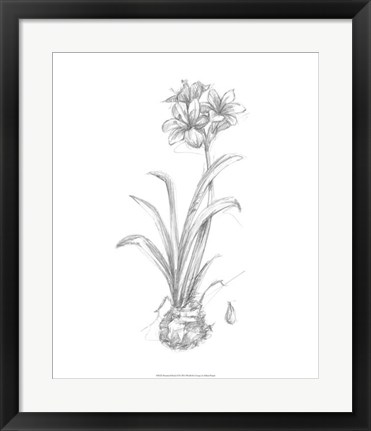 Framed Botanical Sketch II Print