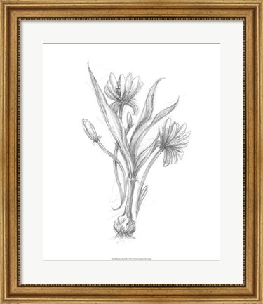 Framed Botanical Sketch III Print