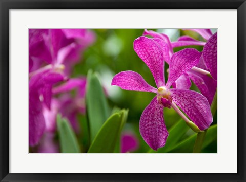 Framed Singapore, National Orchid Garden Print