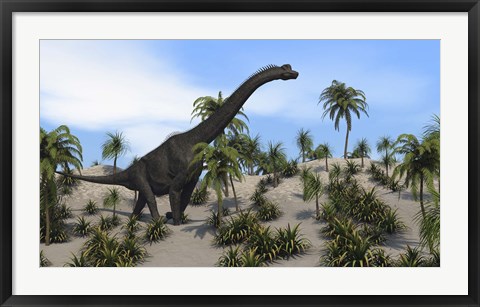 Framed Large Brachiosaurus in a Tropical Environment Print