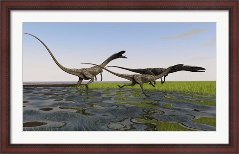 Framed Group of Coelophysis Dinosaurs Print