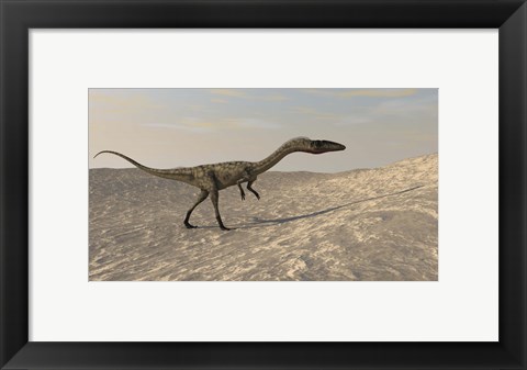Framed Coelophysis Walking through Desert Print