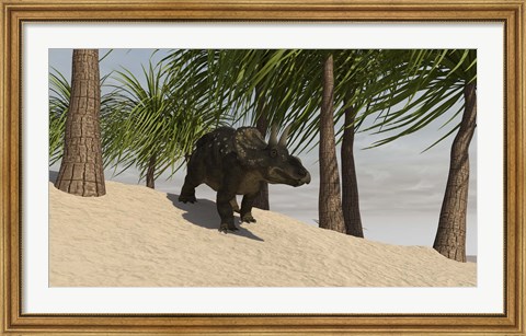 Framed Triceratops Walking in a Tropical Environment Print
