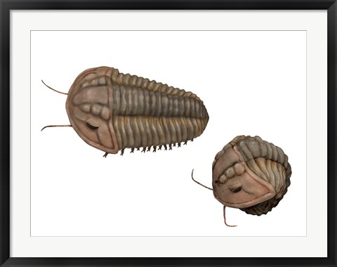 Framed Calymene Blumenbachii Print