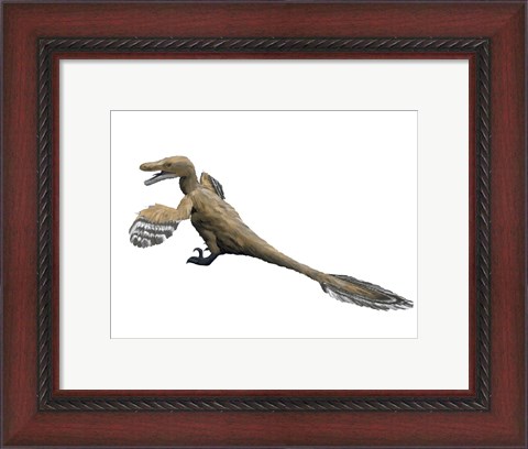 Framed Velociraptor Mongoliensis Print