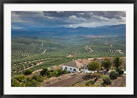 Framed Olive Groves, Ubeda, Spain Print