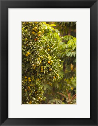 Framed Spain, Malaga, trees in the Paseo del Parque Print