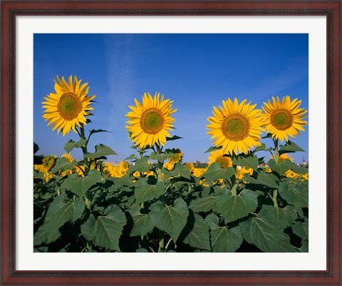 Framed Sunflowers, Spain Print