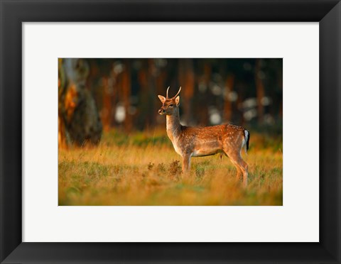 Framed UK, Forest of Dean, Fallow Deer Print