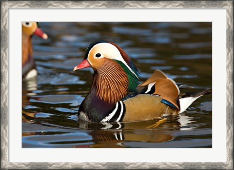 Framed UK, Mandarin Duck wildlife Print