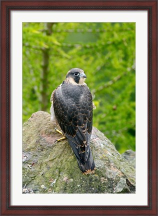 Framed Wildlife, Peregrine Falcon Bird on Rock Print