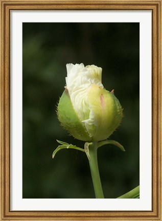 Framed Californian tree poppy flower ready to bloom Print