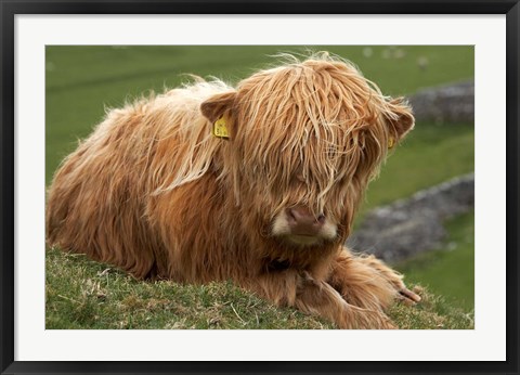 Framed Highland cow, Farm animal, North Yorkshire, England Print