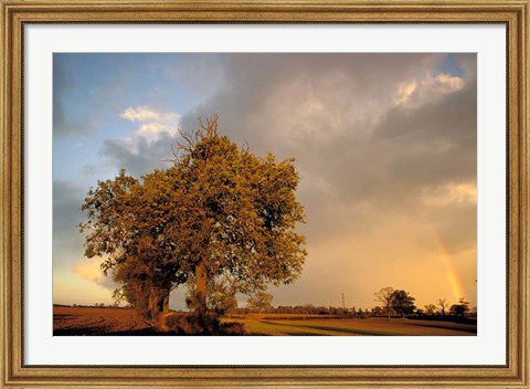 Framed Trees after Rain and Rainbow, West Yorkshire, England Print