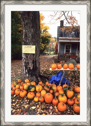 Framed Pumpkins For Sale in New England Print