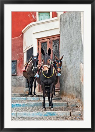 Framed Mules, Imerovigli, Santorini, Greece Print