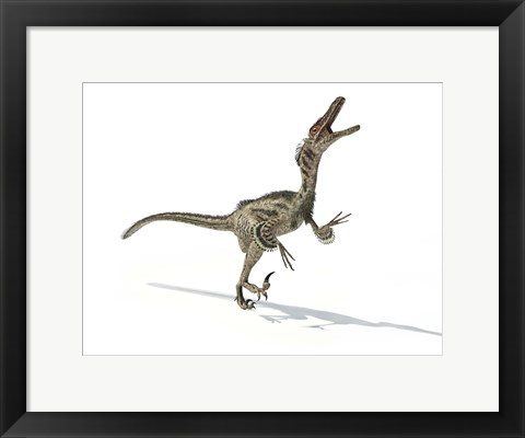 Framed Velociraptor Dinosaur Print