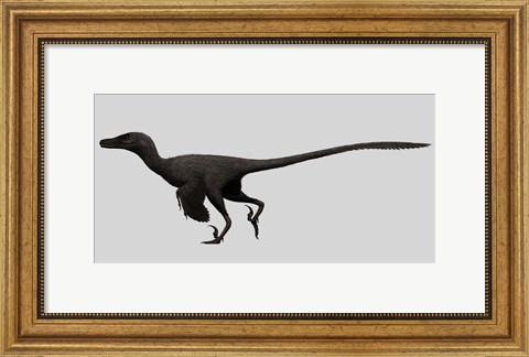 Framed Velociraptor Mongoliensis, Mid-sized Dinosaur Print