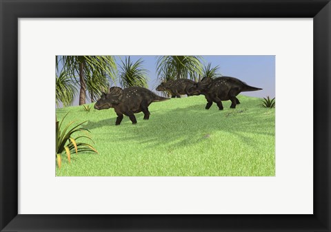 Framed Three Triceratops Walking across an Open Field Print