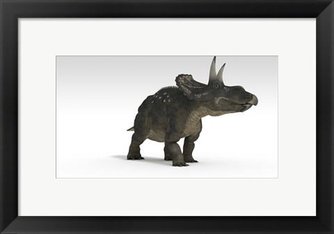 Framed Triceratops Dinosaur 2 Print