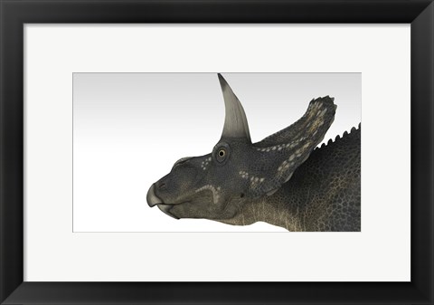 Framed Triceratops Dinosaur 4 Print